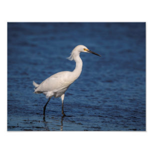14x11 Snowy Egret on North Beach Photo Print