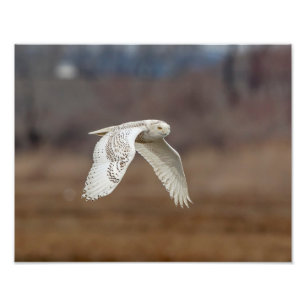 14x11 Snowy owl in flight Photo Print