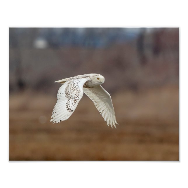 14x11 Snowy owl in flight Photo Print (Front)
