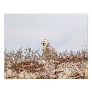 14x11 Snowy owl sitting on the beach Photo Print