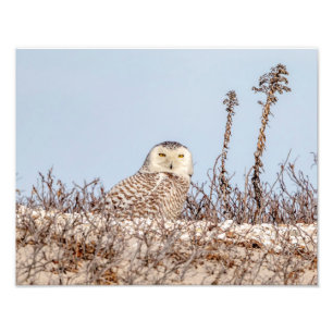 14x11 Snowy owl sitting on the beach Photo Print