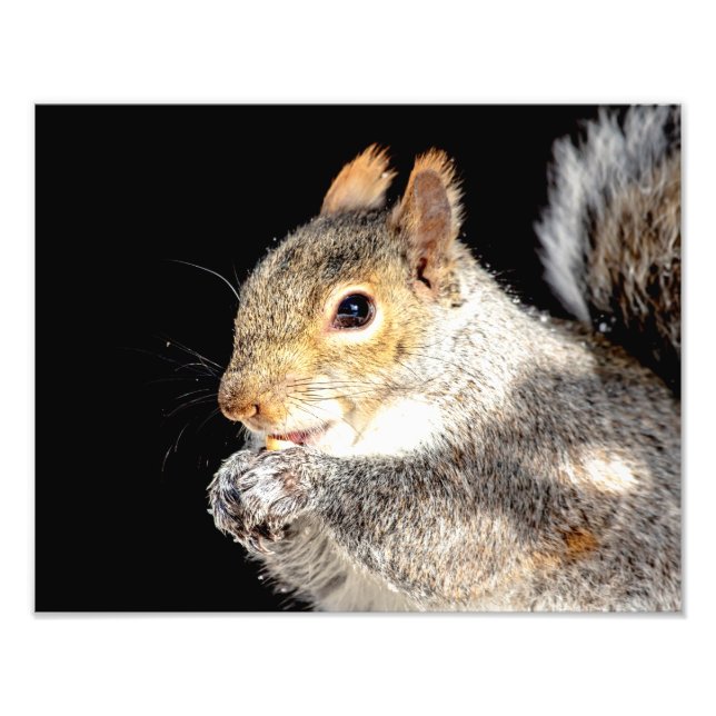 14x11 Squirrel eating a nut Photo Print (Front)