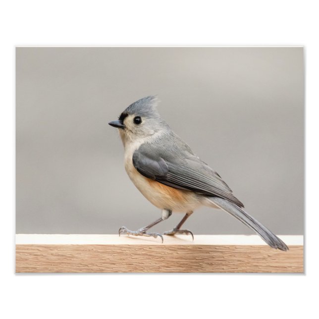 14x11 Tufted Titmouse Photo Print (Front)