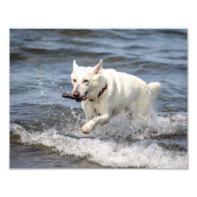 14x11 White German Shepard on Lake George Photo Print (Front)