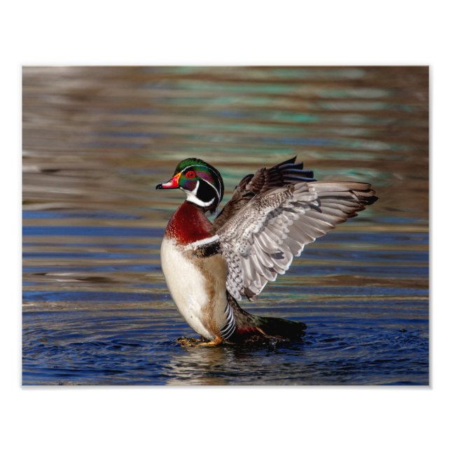14x11 Wood Duck Photo Print (Front)