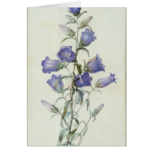 15:Campanula: Medium 1787
