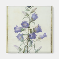 15:Campanula: Medium 1787