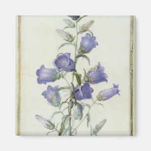 15:Campanula: Medium 1787 Magnet