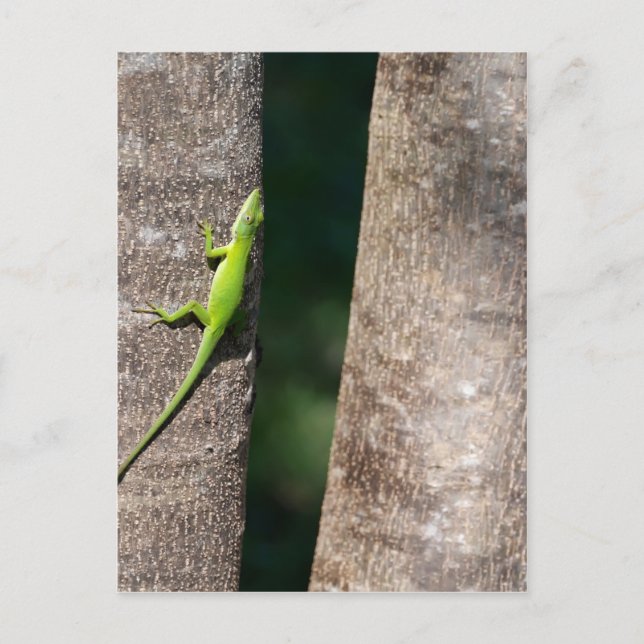 15 Minutes.JPG Postcard (Front)