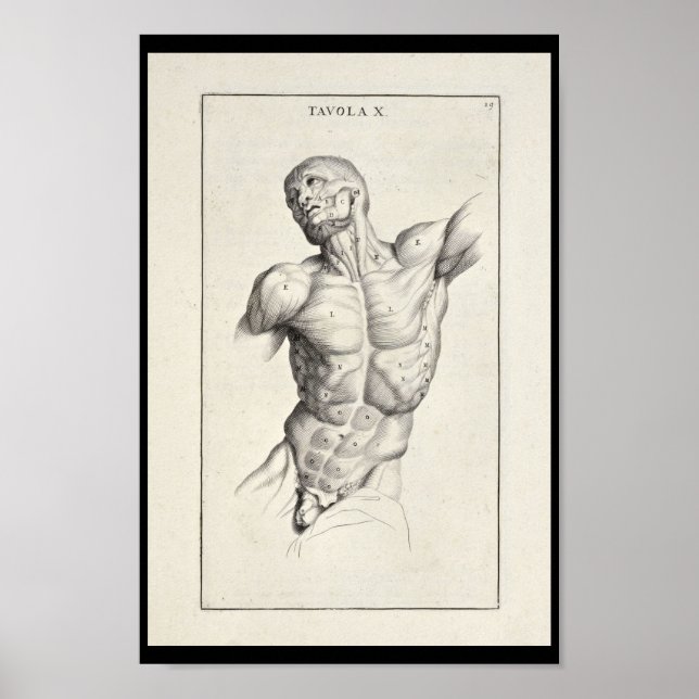 1691 Artistic Anatomy Muscles Torso Art Print (Front)