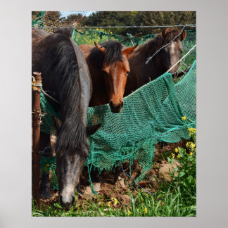 16×20 Three Horse Chingus Jeju-do Photo Print
