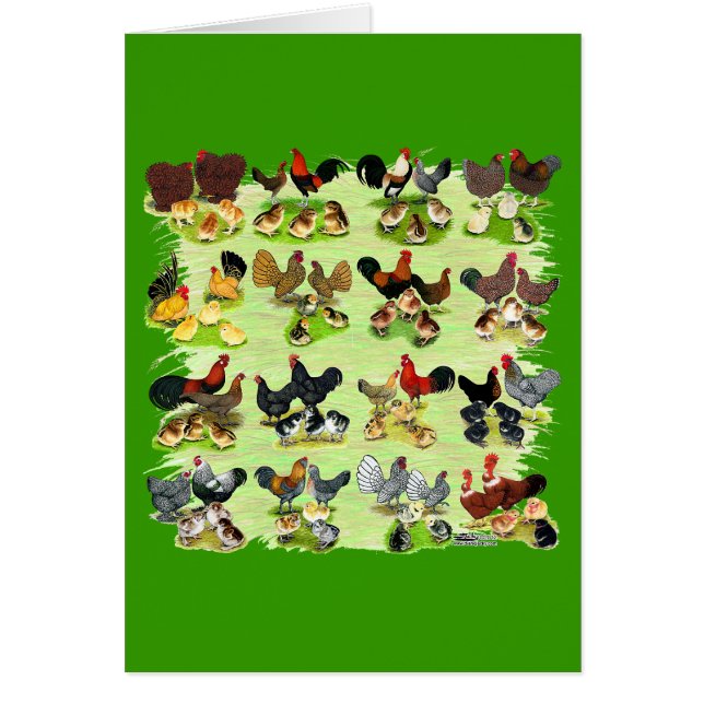 16 Chicken Families (Front)