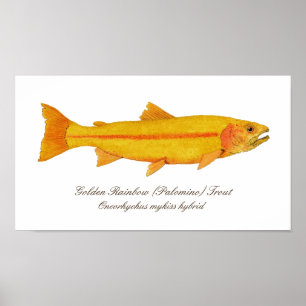 16" x 12", Value Poster Paper (Matte)