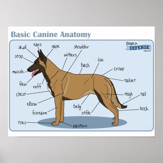 16x12 Canine Anatomy Poster (Front)