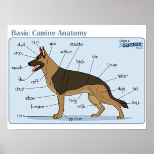 16x12 Canine Anatomy Poster