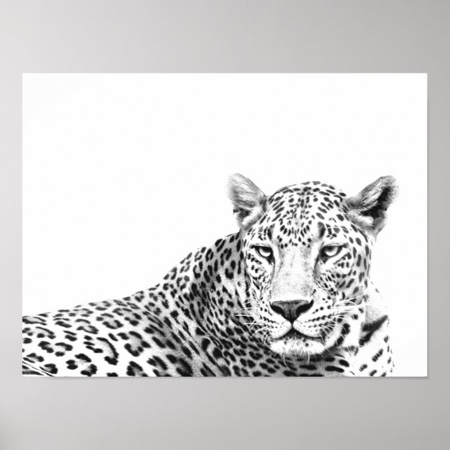 16x12 inch Modern Black and White Jaguar Poster (Front)