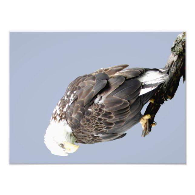 16x12 Kodak Professional Photo Paper (Satin) Print (Front)