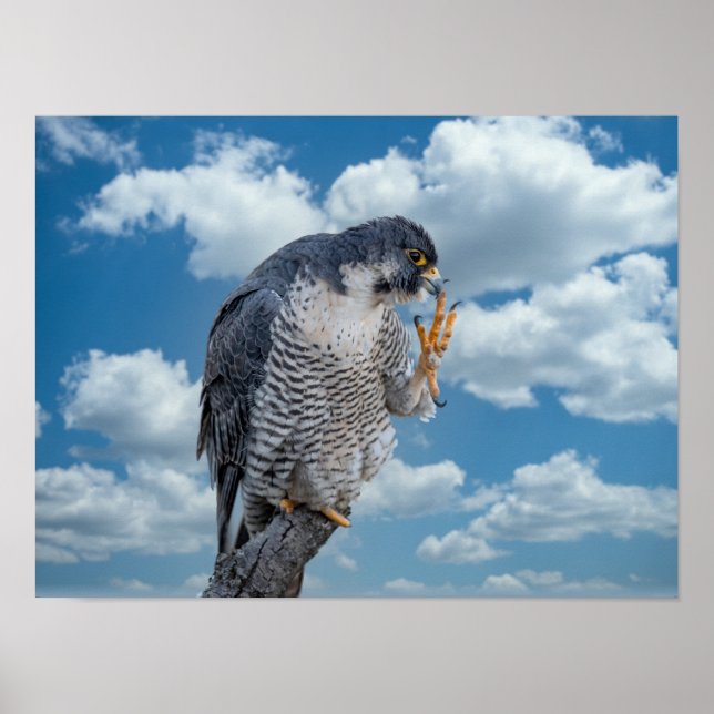 16x12 Peregrine Falcon along the Hudson River Poster (Front)