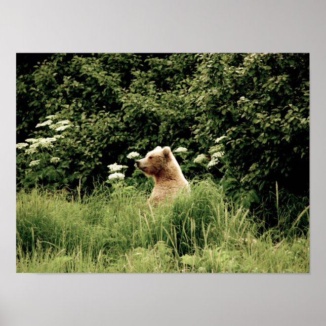 16x12  Poster Paper (Matte) of grizzly bear (Front)