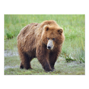16x12 Satin photo of grizzly bear