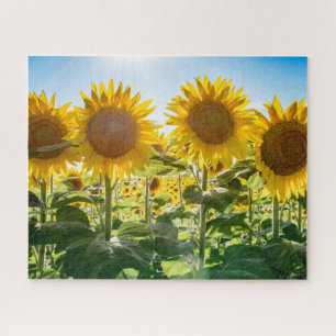 16x20, 520 Piece, Puzzle