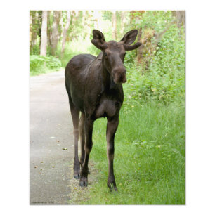16X20 Immature Male Moose Photo Print