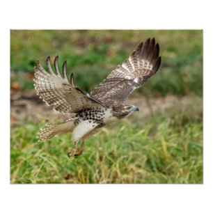 16x20 Immature Red Tailed Hawk Photo Print