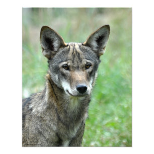 16X20 Immature Red Wolf Photo Print