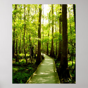 16x20 Poster - Forest Path