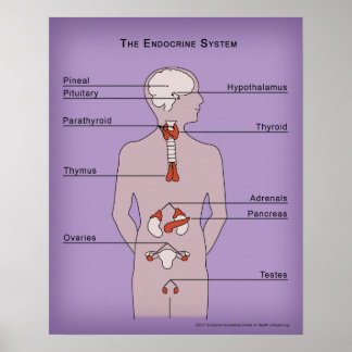16x20 Poster of the Endocrine System