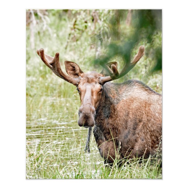16x20 Satin photo of moose Print (Front)