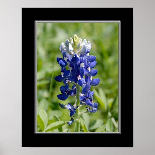 16x20 Texas Blubonnet Flower Poster (Front)