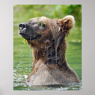 16x20  Value Poster Paper (Matte) w/ grizzly bear
