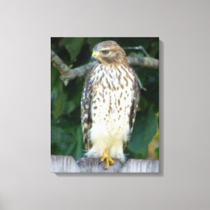 16x20 Wrapped Canvas (Gloss) w/ falcon