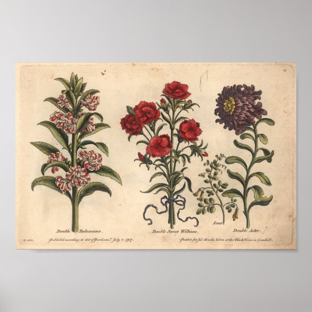 1757 Botanical Flower Art Print Balsamina (Front)