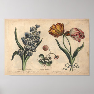 1757 Botanical Flower Art Print Tulip