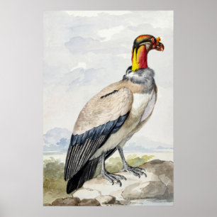 1758 Dutch Vintage King Vulture Wildlife Bird Art Poster
