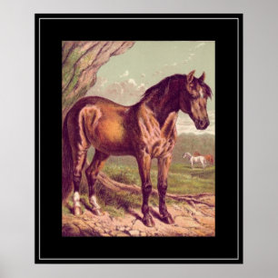 1800's Horse Vintage Print