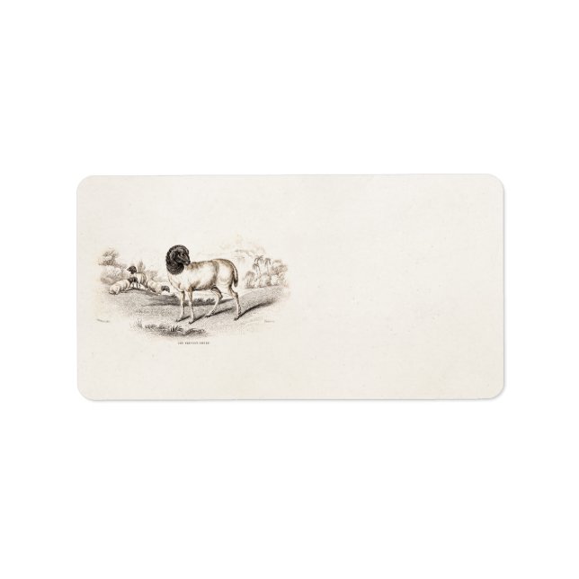 1800s Vintage Persian Sheep Old Illustration Lamb Label (Front)