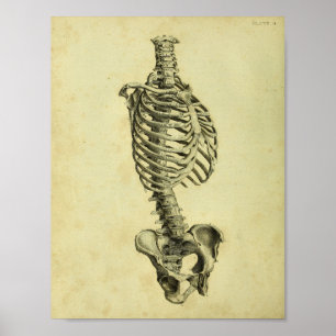 1824 Human Skeleton Anatomy Print