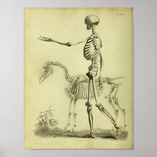 1824 Skeleton Human and Horse Anatomy Print