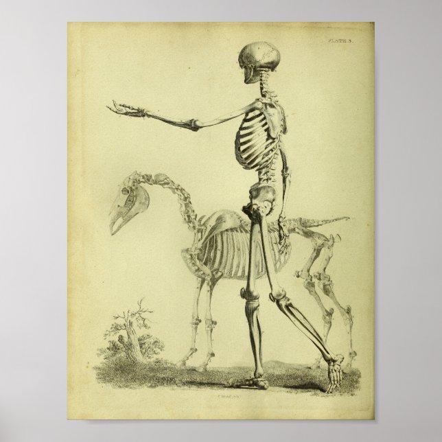 1824 Skeleton Human and Horse Anatomy Print (Front)