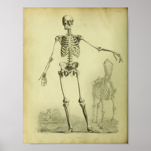 1824 Skeleton Human and Horse Anatomy Print (Front)