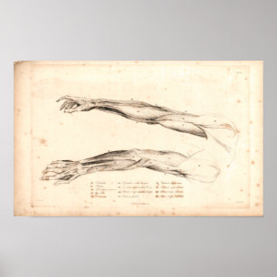 1833 Muscles of Arm Vintage Anatomy Print
