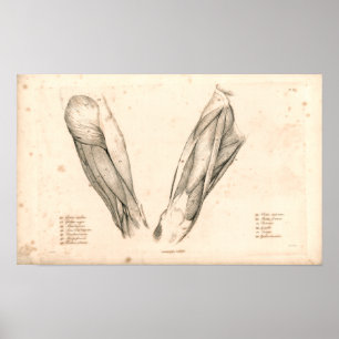 1833 Muscles of Leg Vintage Anatomy Print