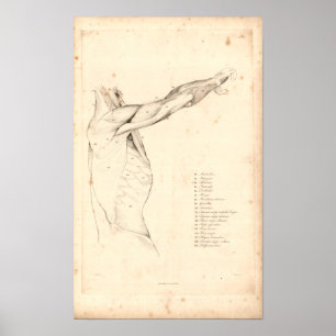 1833 Muscles of Shoulder Vintage Anatomy Print