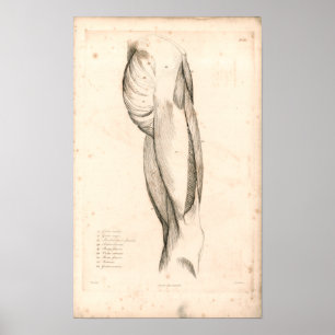 1833 Muscles of Thigh Vintage Anatomy Print