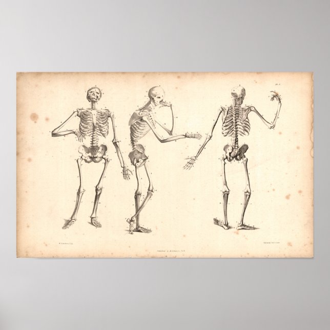 1833 Skeletons Vintage Anatomy Print (Front)