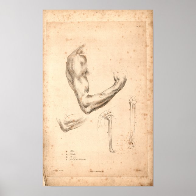 1833 Vintage Arm Anatomy Print (Front)