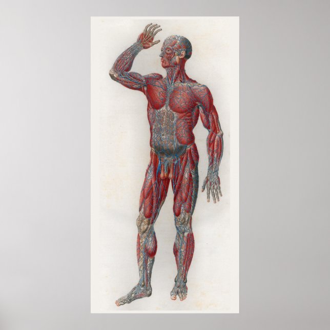 1833 Vintage Muscles Veins Anatomy Poster (Front)